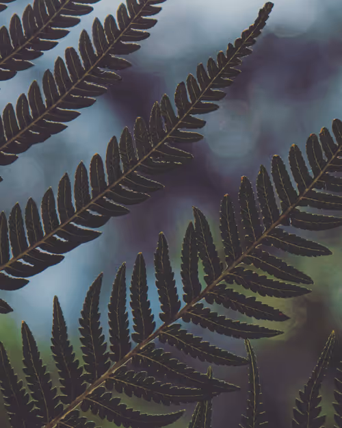 Item #61140817841535323188943582947873458398896939162862574355994582720536809308161 Media