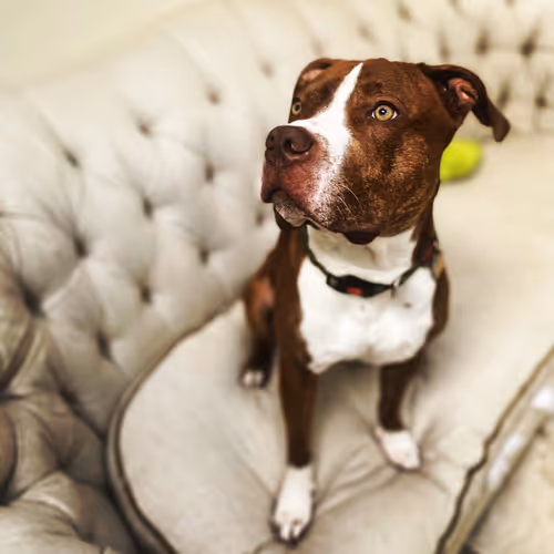 banana_ Collection V2