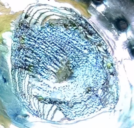 Item #13444301814129602998963981015942214273986404883937421341916514791352011063297 Media