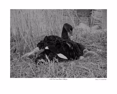 Item #24600310660482288606297797528155087939323639147399647196853483684221237067777 Media