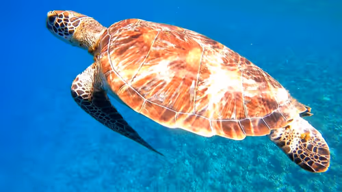 Item #93917210928009552265570427413341546020590352631026157694666951325248573669378 Media