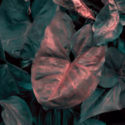 ChromoPlant #002