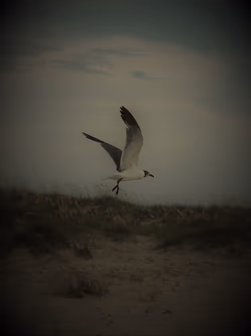 Item #15297189145007819332952477315735476032529554073284948694775240679439875440641 Media