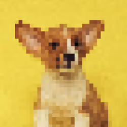 #0028 mydogcorgi