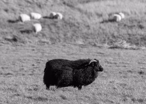 Item #37718881441179036120726966072961310746686791520690982008869122794218506420225 Media