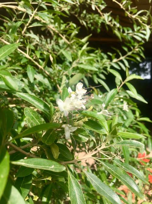 Item #68930698527264809190468656590261820993623292496804910864436067692020158693377 Media