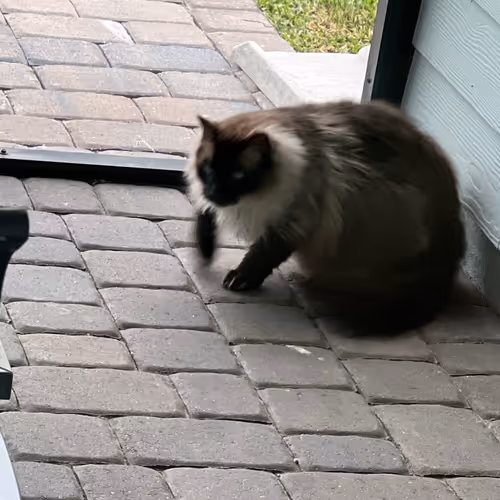 cat