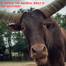 51313302132644519913343847646347811445510524411913136629935896432147729219585