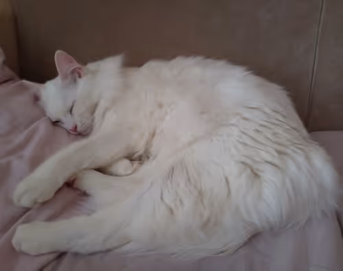 Item #763224073280193224173041358155125596503139434424356380946212146466481242113 Media