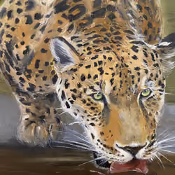 Cheetah near the pond