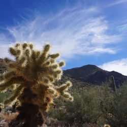 Jumping Cholla