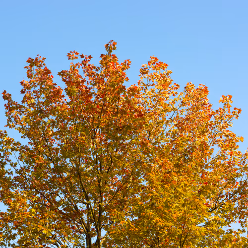 Item #35965218379738729691291467168286792303482134167127854404987491550401505787905 Media