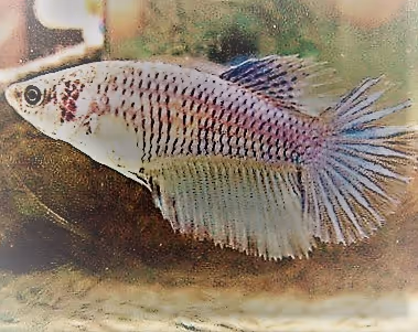 Tunabluefin