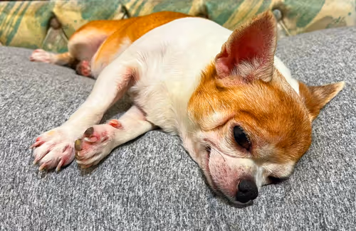 Item #15302775719274355672256911249162138837258661550744590229590932614083178921985 Media