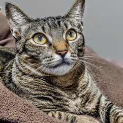 Cat 2