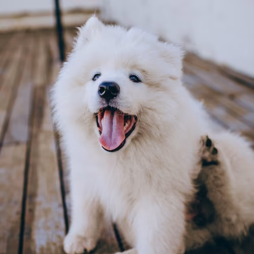 dog