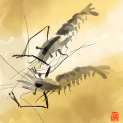 Two prawn #003