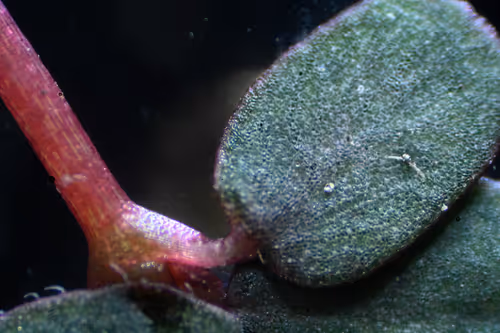 Item #83492542219966292281678492459995273614130213244614101144777663996033054539777 Media