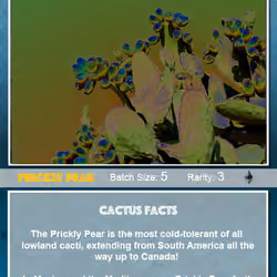 Crypto Cacti - Prickly Pear (4/5)
