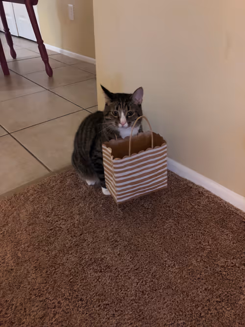 Item #66606156072709355934010029988918331953979457548915006299011308051198375886849 Media