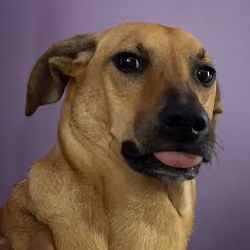 Peaches Serious Face