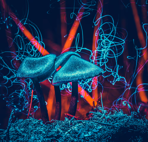 Item #114520185407821149204581307009181391760561859440781731159450127501258039230465 Media