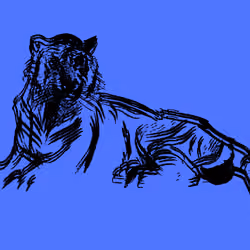 Tiger Blu