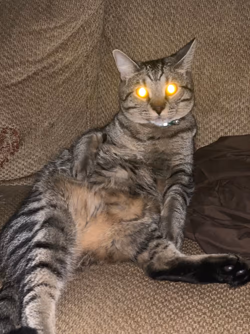 Item #110354026664225594839776448248373306866008483343528658470206707617682627231745 Media