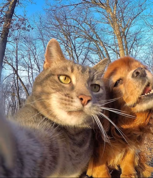 Item #12432533090897662026869168976523784185628976291471842491353891651132365733889 Media