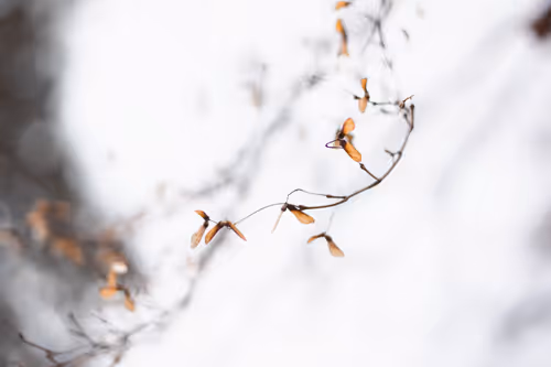 Item #59967187426684840308125755480147414158284983471661826941997092823947802574849 Media