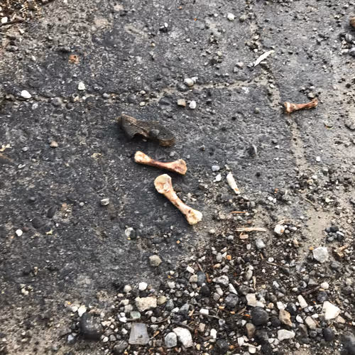 Chicken Bones Unseen