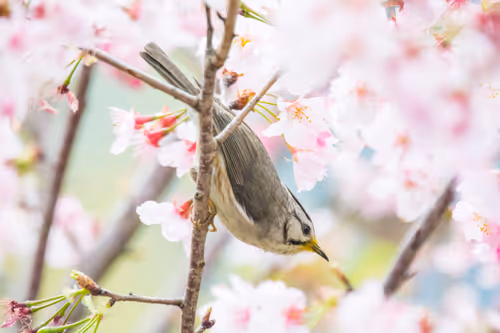 Item #15286439154353413258560728673590493507949724092509999987352070574803632783361 Media