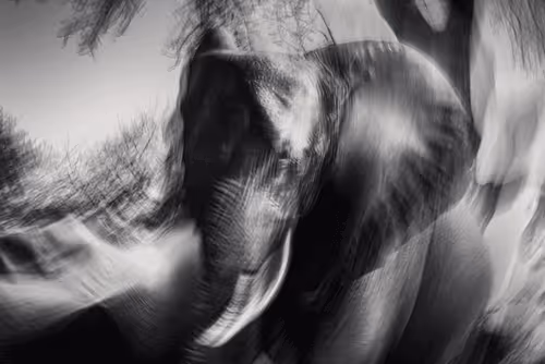 Editions by Alt.Wild