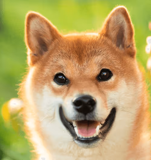 Item #34470142884482375674331152583341387110725961593908059002011227379523618078820 Media