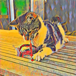 Colourful Cat