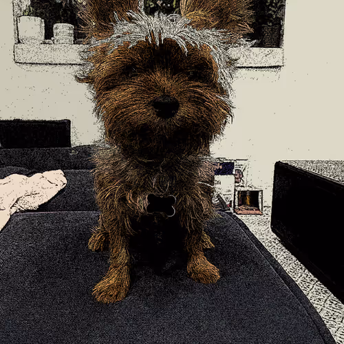 Yorki - Guinness #1