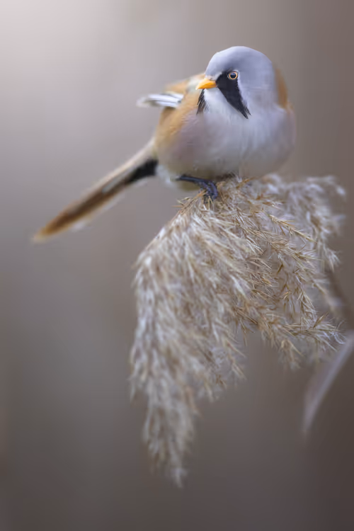 Item #74947066243849206940937931845492421282407977522900211027354211428905806462977 Media