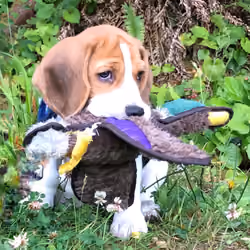 Master Hunter