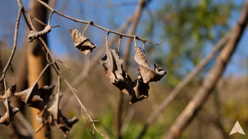 Item #70655409647296023505339344133926088984781406258874857677002406231211381882881 Media