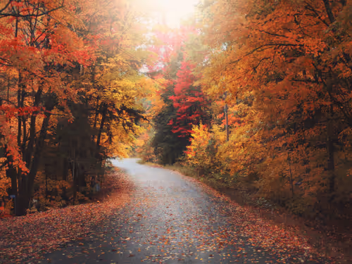 Fall Diaries CIhymdgfcp