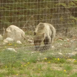 My Encounter with a Bear in Canada