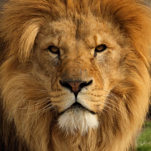 Untitled Collection #462497525