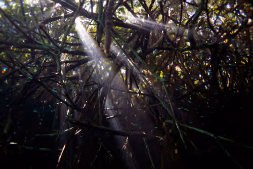 Item #25422583313571458459737529461820134862175223810011730482418987928841072148481 Media