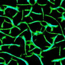 51929734946411346289540790635765095060363125039145709683616697026515333808129