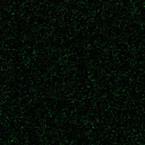Physarum #005