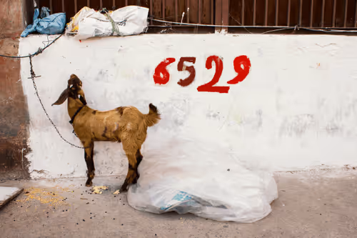 Siddharth Setia Originals