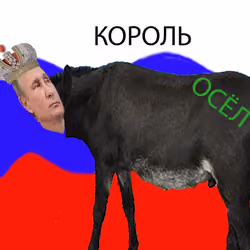 All hail the King 