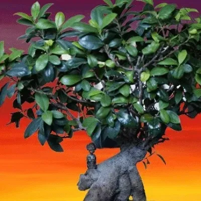 Item #61061533077375866997167366209908203766891361492860564408818259761242329579521 Media