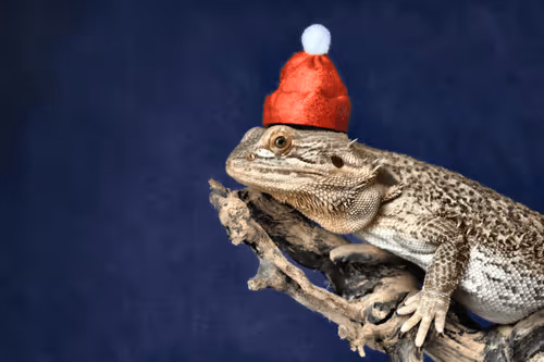 Cool Geckos
