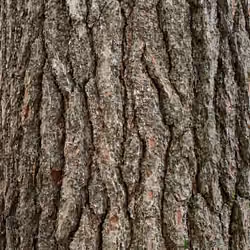 Oak